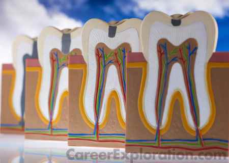 Periodontics/Periodontology Major